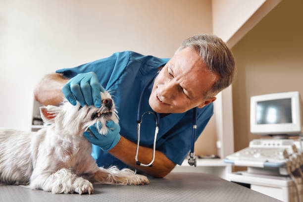 Best Broken or Cracked Tooth Emergency Dentist in Blue Grass, IA